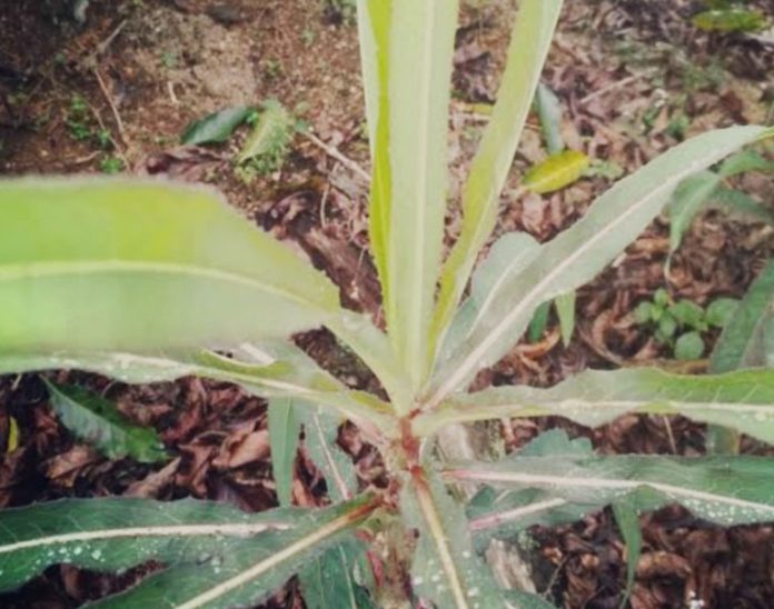 Sisingamangaraja